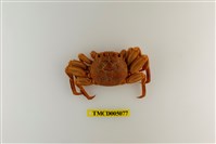 藏品(鱗形斜紋蟹)的圖片